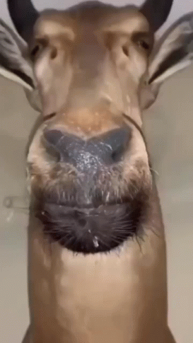 A Close Up Of A Deer 'S Nose With Water Dripping From It GIF