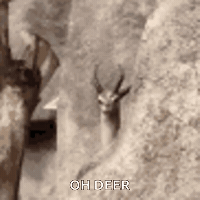A Close Up Of A Deer Standing Next To A Rock Wall . GIF