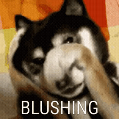 A Close Up Of A Dog Covering Its Nose With Its Paw And The Word Blushing Is Visible . GIF
