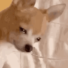 A Close Up Of A Dog Eating A Piece Of Food From A Glass . GIF