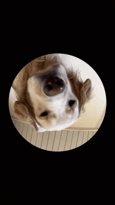 A Close Up Of A Dog In A Circle With A Black Background GIF