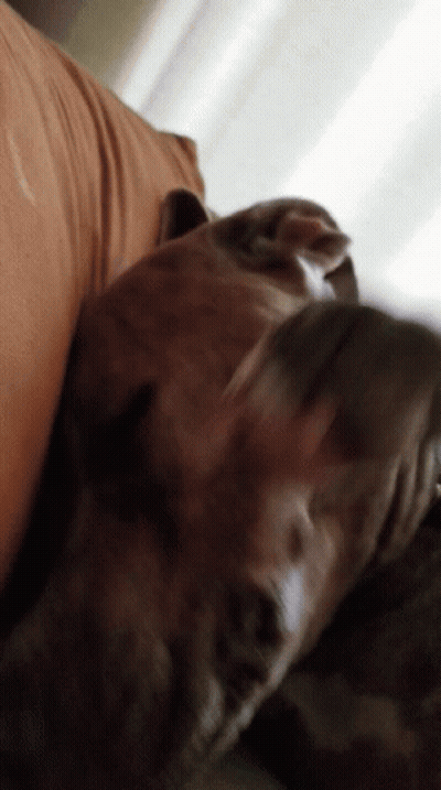 A Close Up Of A Dog Laying Down On A Bed GIF