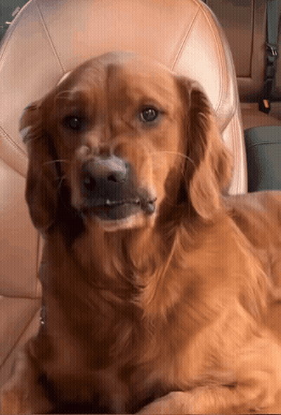 A Close Up Of A Dog Laying In A Car GIF