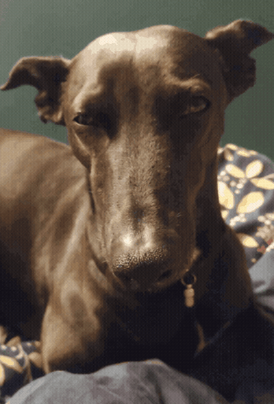 A Close Up Of A Dog Laying On A Bed With A Floral Blanket GIF