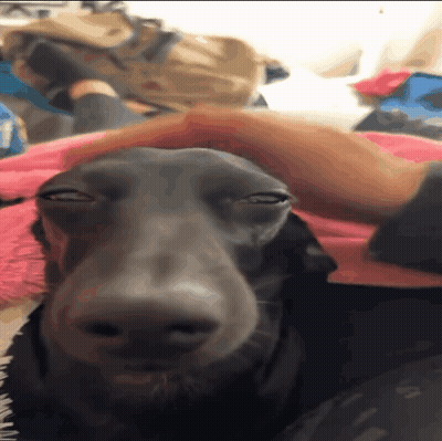A Close Up Of A Dog Laying On A Bed With A Person Petting It GIF