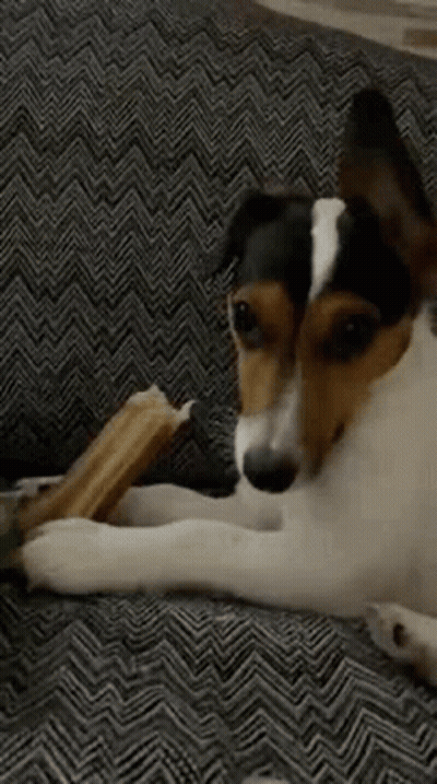 A Close Up Of A Dog Laying On A Couch With A Bone In Its Mouth . GIF