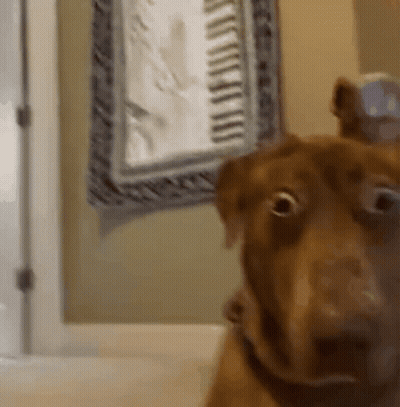 A Close Up Of A Dog Looking At The Camera With A Clock In The Background GIF