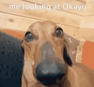 A Close Up Of A Dog Looking At The Camera With The Words Me Looking At Okayu Above It GIF