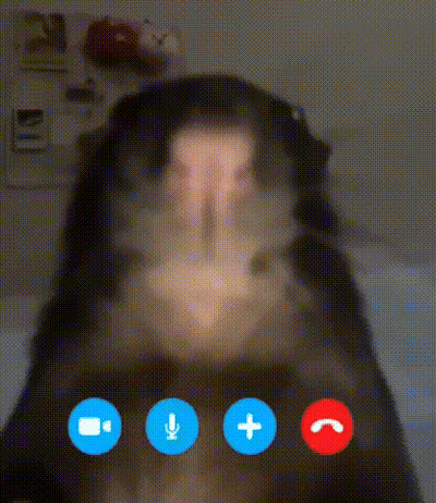 A Close Up Of A Dog On A Video Call With A Microphone And Buttons . GIF