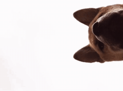 A Close Up Of A Dog 'S Face Looking At The Camera GIF