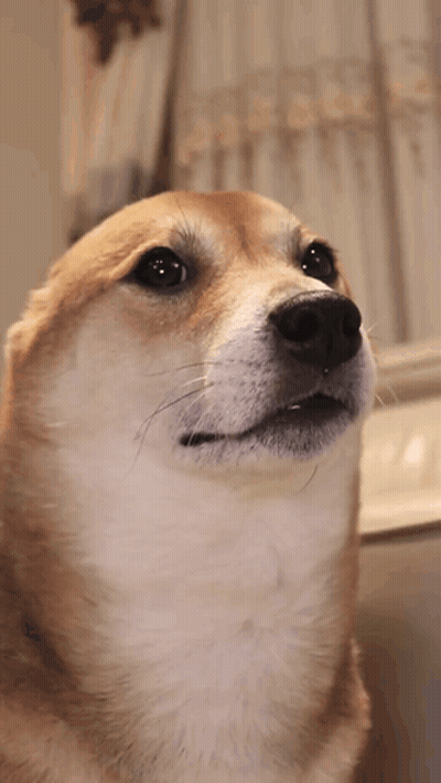 A Close Up Of A Dog 'S Face Looking Up At Something GIF
