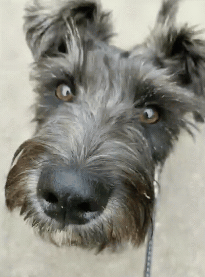 A Close Up Of A Dog 'S Face Looking Up At The Camera GIF