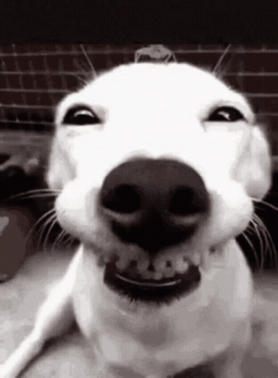 A Close Up Of A Dog 'S Face Making A Funny Face And Smiling . GIF