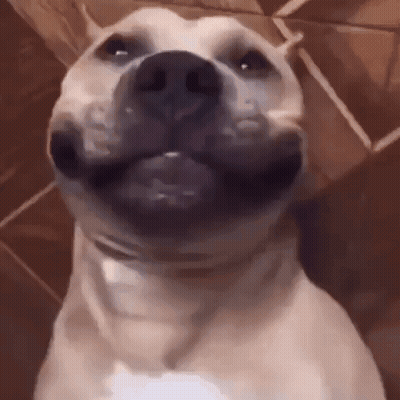 A Close Up Of A Dog 'S Face Making A Funny Face While Looking At The Camera . GIF