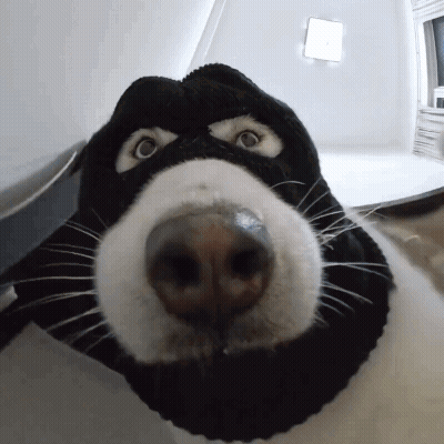 A Close Up Of A Dog 'S Face Wearing A Mask GIF