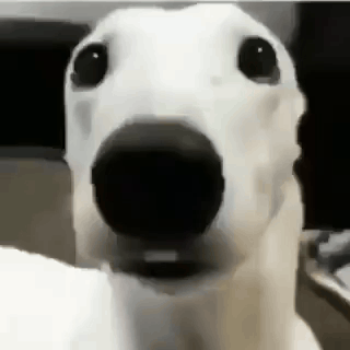 A Close Up Of A Dog 'S Face With A Black Nose . GIF