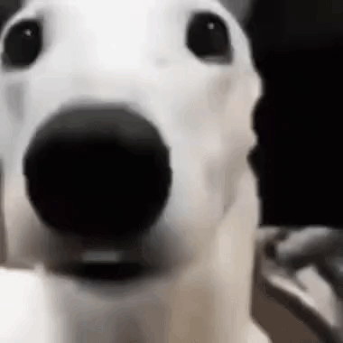 A Close Up Of A Dog 'S Face With A Black Nose . GIF