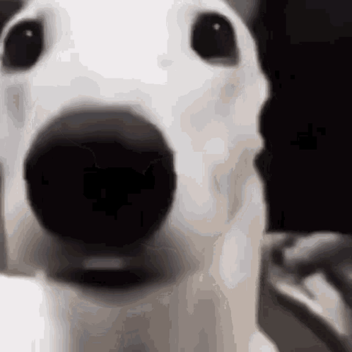 A Close Up Of A Dog 'S Face With A Black Nose . GIF