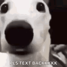 A Close Up Of A Dog 'S Face With A Black Nose And The Words `` Pls Text Backkkk '' . GIF
