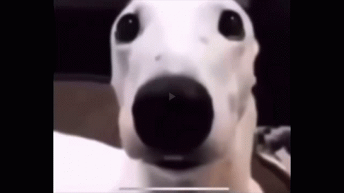 A Close Up Of A Dog 'S Face With A Black Nose . GIF