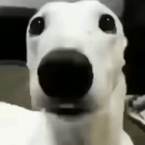 A Close Up Of A Dog 'S Face With A Black Nose . GIF