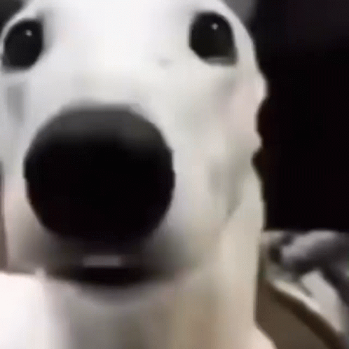 A Close Up Of A Dog 'S Face With A Black Nose . GIF