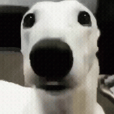 A Close Up Of A Dog 'S Face With A Black Nose . GIF
