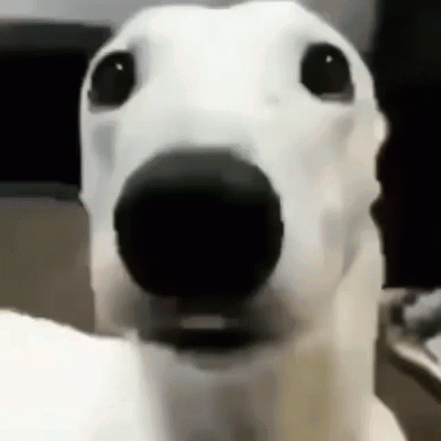 A Close Up Of A Dog 'S Face With A Black Nose . GIF
