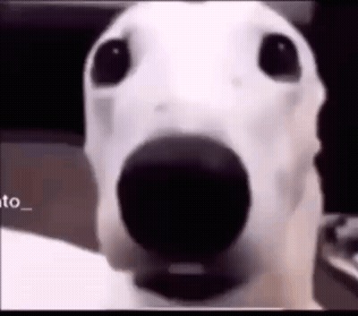A Close Up Of A Dog 'S Face With A Black Nose . GIF
