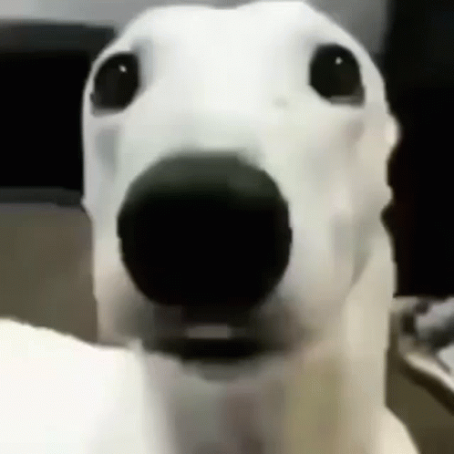 A Close Up Of A Dog 'S Face With A Black Nose . GIF