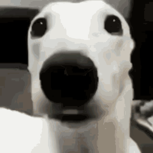 A Close Up Of A Dog 'S Face With A Black Nose . GIF