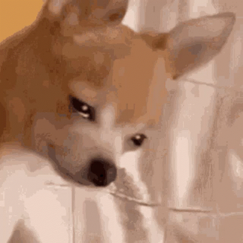 A Close Up Of A Dog 'S Face With A Blurred Background . GIF
