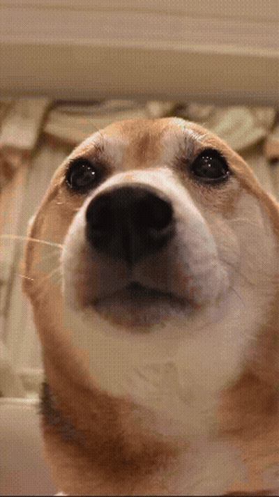 A Close Up Of A Dog 'S Face With A Blurred Background GIF
