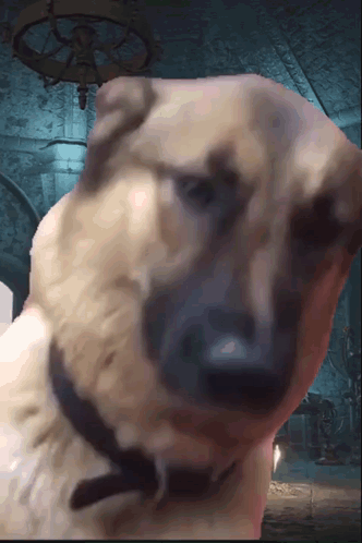 A Close Up Of A Dog 'S Face With A Blurred Background GIF