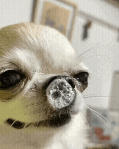 A Close Up Of A Dog 'S Face With A Clear Object In Its Nose GIF
