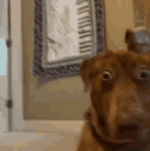 A Close Up Of A Dog 'S Face With A Clock In The Background GIF