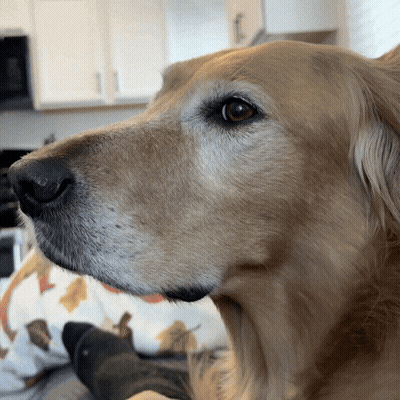 A Close Up Of A Dog 'S Face With A Leafy Pillow In The Background GIF