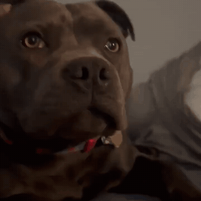 A Close Up Of A Dog 'S Face With A Red And Blue Collar GIF