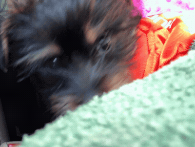 A Close Up Of A Dog 'S Face With A Red Item In The Background That Says Da GIF