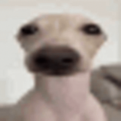 A Close Up Of A Dog 'S Face With A Turtleneck On . GIF