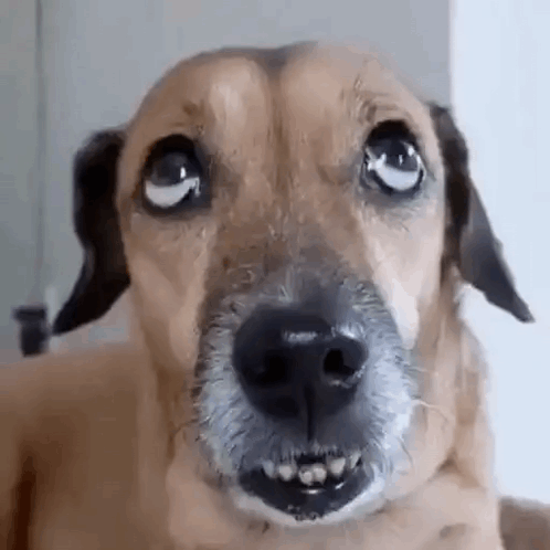 A Close Up Of A Dog 'S Face With A Very Angry Look On His Face . GIF