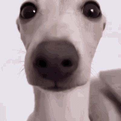 A Close Up Of A Dog 'S Face With A White Background GIF