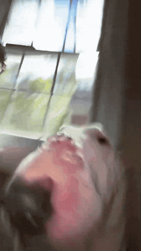 A Close Up Of A Dog 'S Face With A Window In The Background GIF