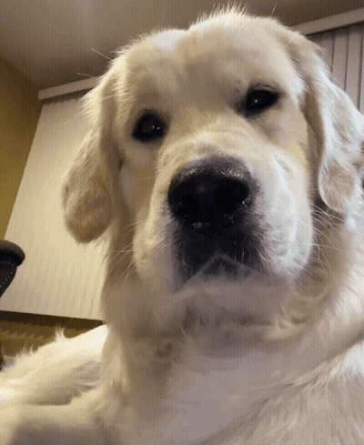 a close up of a dog 's face with a yellow wall behind it