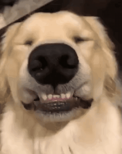 A Close Up Of A Dog 'S Face With Its Eyes Closed And A Stick In Its Mouth . GIF