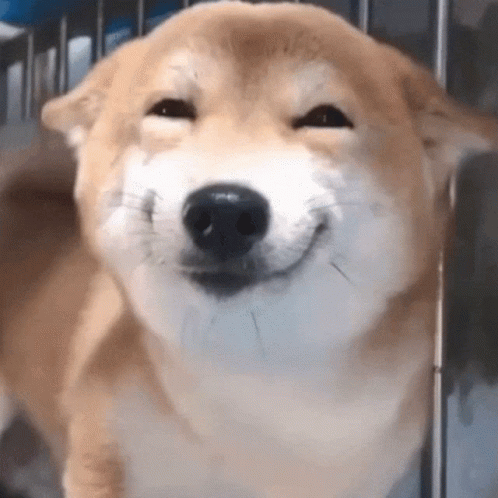 A Close Up Of A Dog 'S Face With Its Eyes Closed . GIF