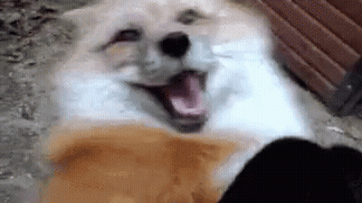 A Close Up Of A Dog 'S Face With Its Mouth Open And Looking At The Camera . GIF