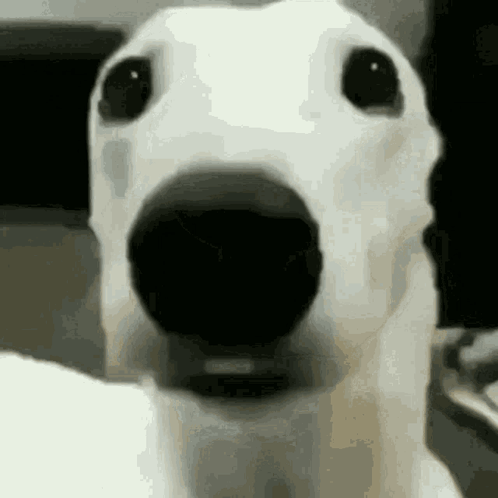 A Close Up Of A Dog 'S Face With Its Mouth Open . GIF