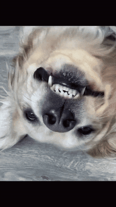 A Close Up Of A Dog 'S Face With Its Mouth Open GIF