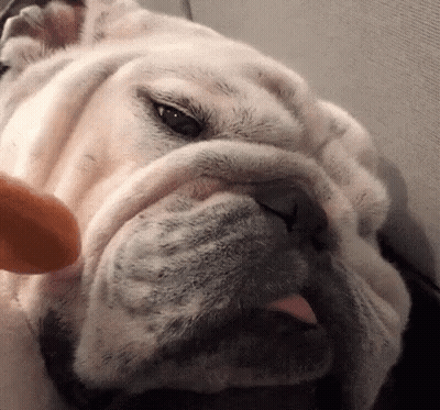A Close Up Of A Dog 'S Face With Its Tongue Hanging Out GIF